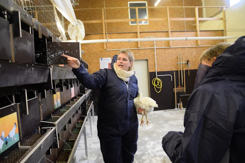 Frau mit einer weißen Henne auf dem Arm. Sie steht in einem Stall. Klick führt zu Großansicht.