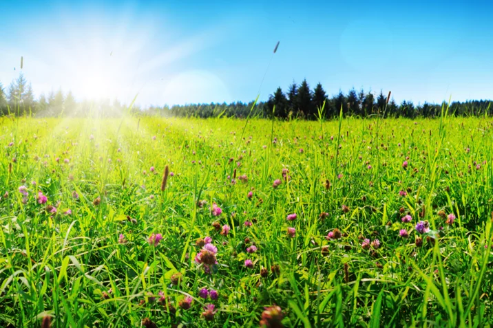 Kleegras. Foto: swkunst / iStock / Getty Images Plus via Getty Images