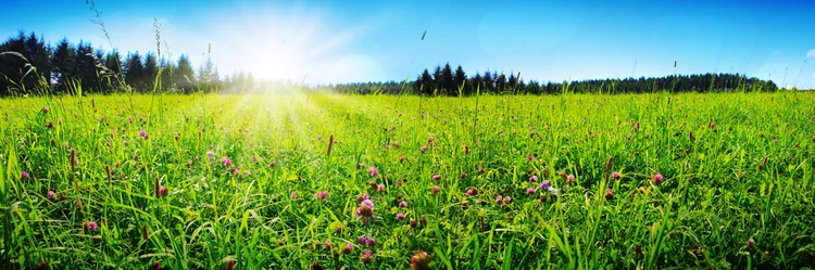 Kleegrasfeld, Sonne und Wald am Horizont.