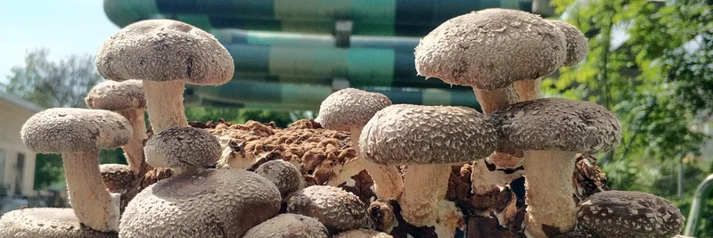 Shiitake-Pilze in einem Substratbeutel.