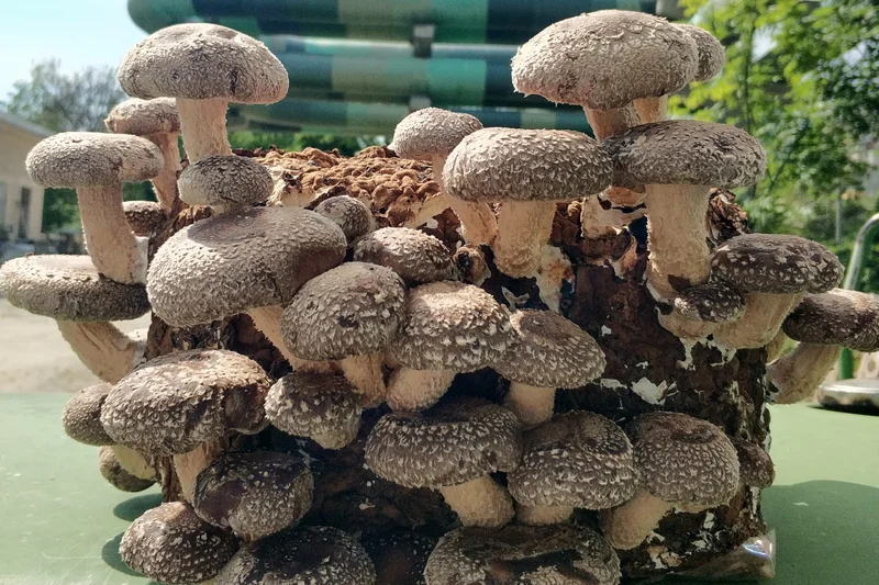 Shiitake-Pilze in einem Substratbeutel.