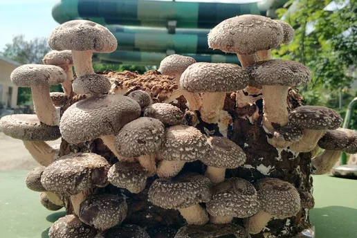 Shiitake-Pilze.