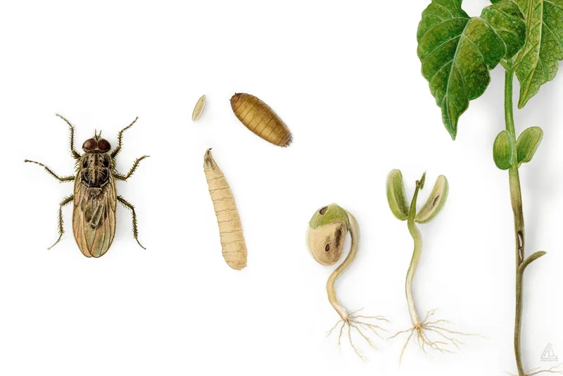 Wurzelfliegen (Delia spp.)