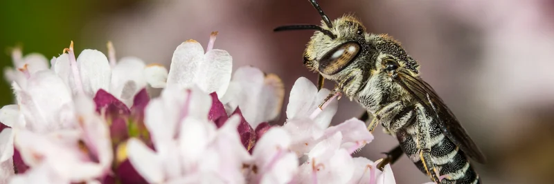 Stacheltragende Kegelbiene auf einer Blüte.