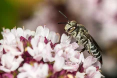 Stacheltragende Kegelbiene (Coelioxys echinatus FÖRSTER, 1853)