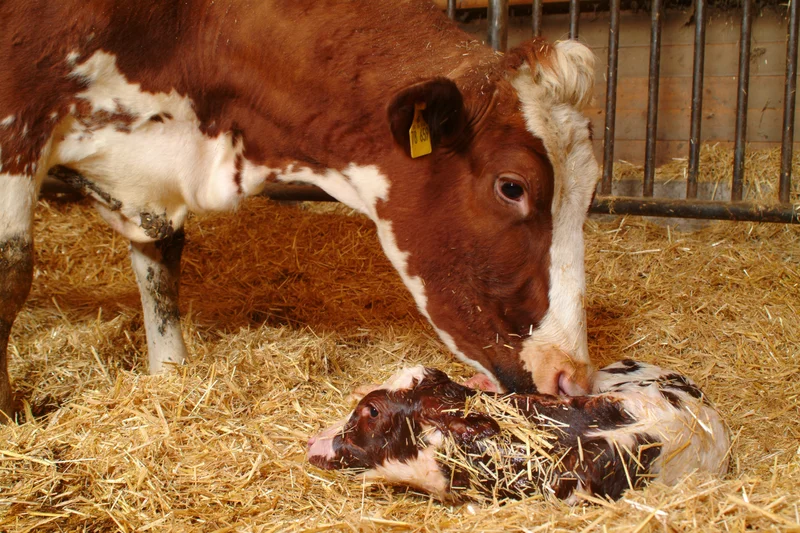 Mutterkuh und frisch geborenes Kalb im Stroh. Klick führt zu Großansicht.