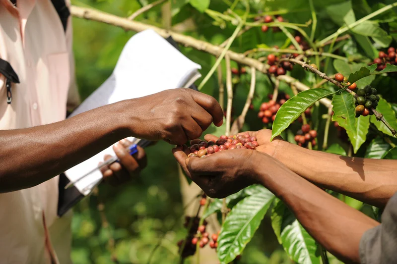 Hände mit frischen Kaffeebohnen und Schreibblock. Quelle: Foto: Christof Krackhardt, Ecocert