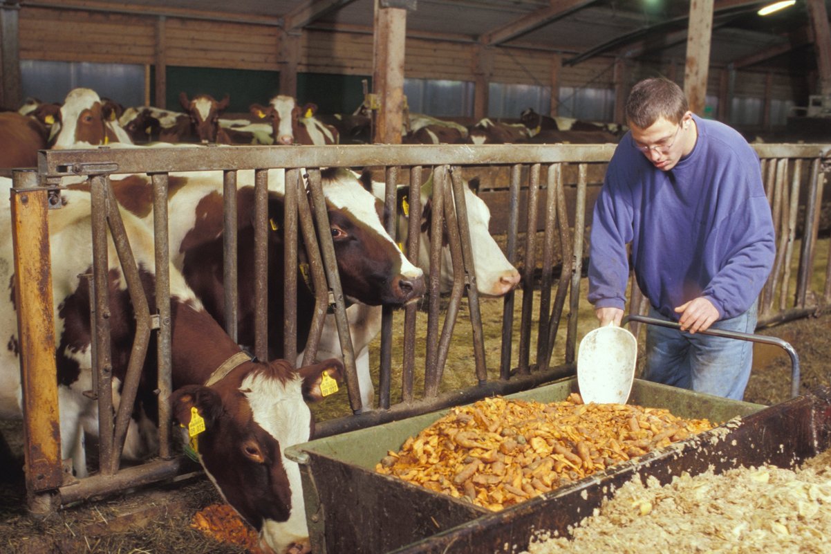 Mann füttert Kühe, Foto: Dominic Menzler