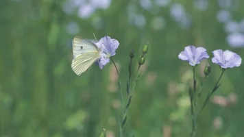 Schmetterling auf einer Blume.