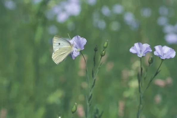 Schmetterling auf einer Blume.