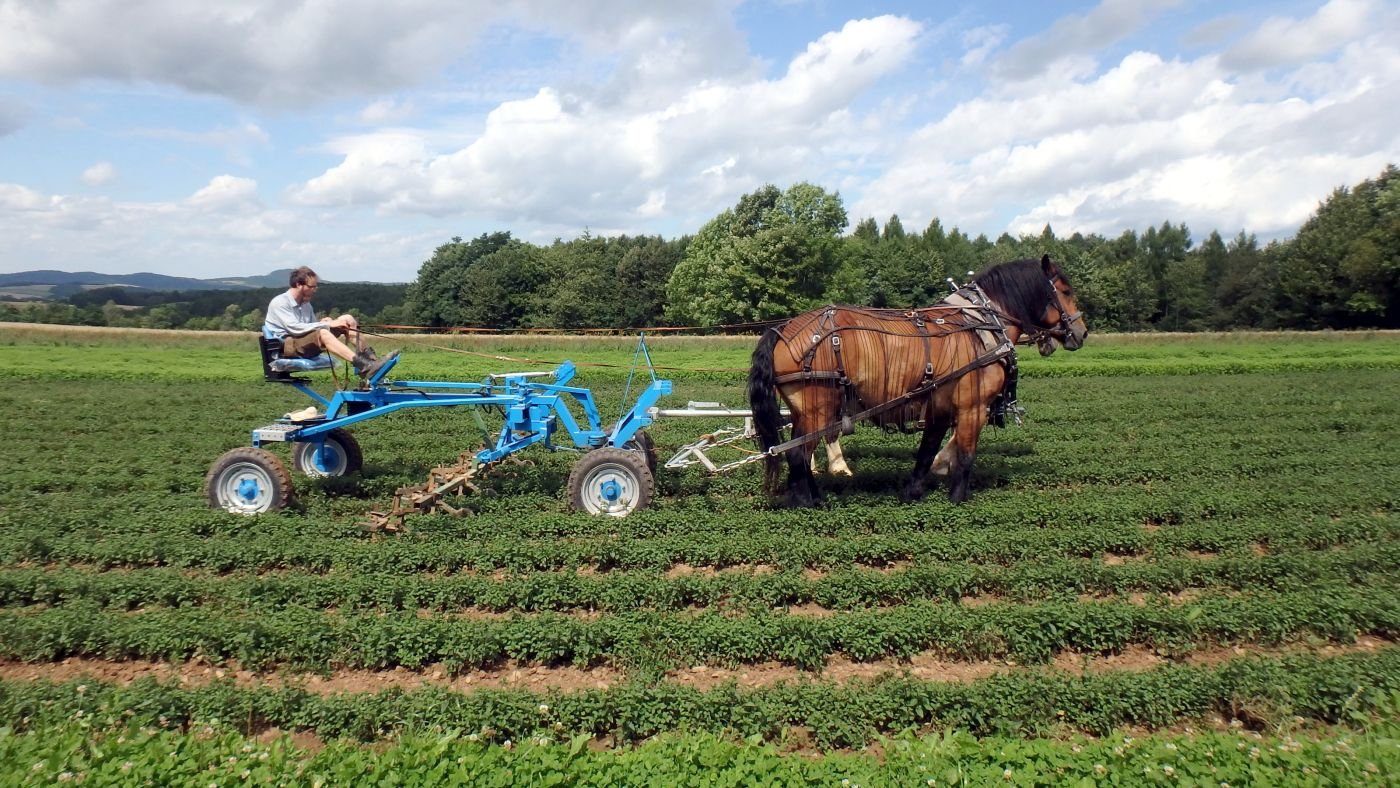 Pferde bei der Ernte