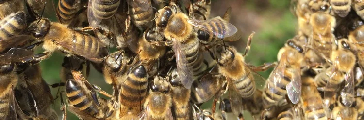 Honigbienen