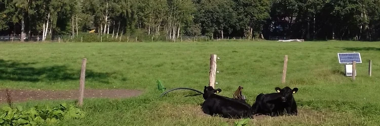 zwei schwarze Kälber auf der Weide