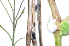 Weißstängeligkeit, Sklerotinia (Sclerotinia sclerotiorum)