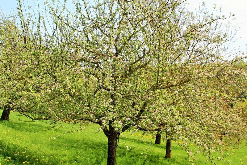 Blühender Apfelbaum. Klick führt zu Großansicht im neuen Fenster.