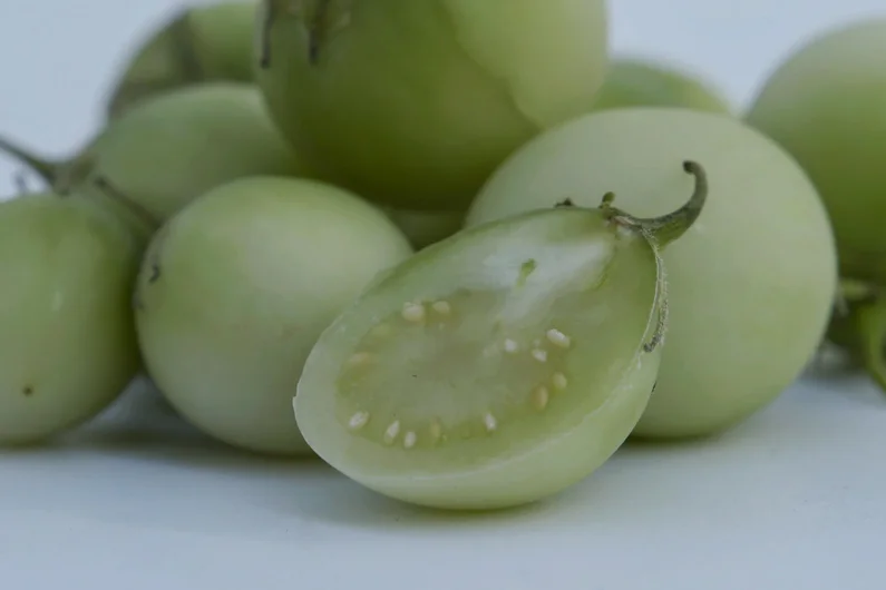 Aufgeschnittene, grüne Kartoffelbeere.