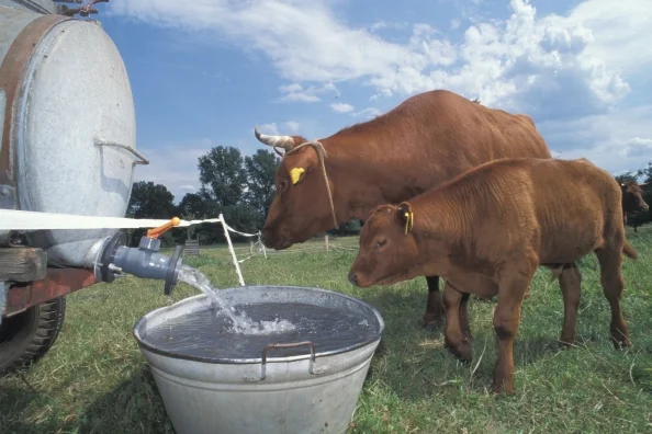 Mutterkuh mit Kalb an einem Wassertrog auf dem Feld. Klick führt zu Großansicht.
