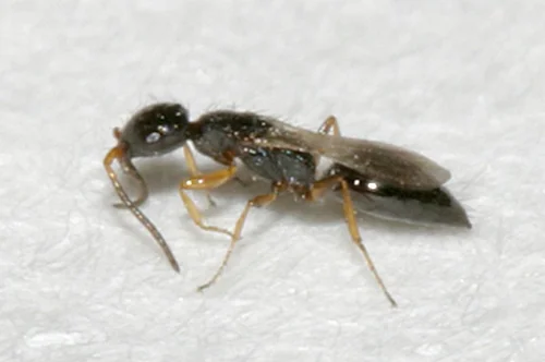 Speckkäferwespchen. Klick führt zu Großansicht in neuem Fenster.