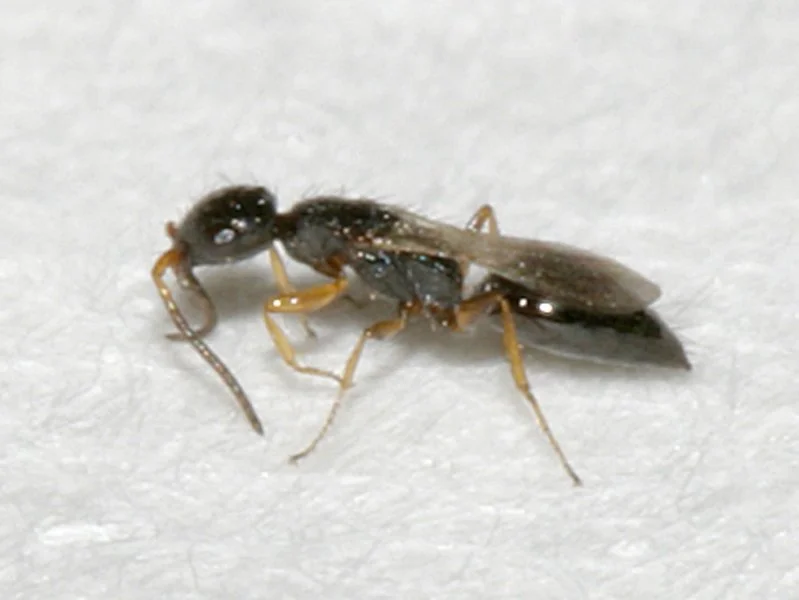 Speckkäferwespchen (Laelius pedatus)