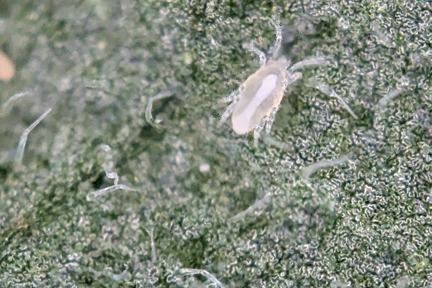 Raubmilbe P. ubiquitus auf Tomatenblatt. Klick führt zu Großansicht im neuen Fenster.