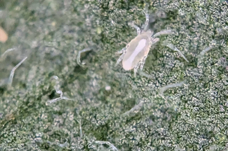 Raubmilbe P. ubiquitus auf Tomatenblatt. Klick führt zu Großansicht im neuen Fenster.
