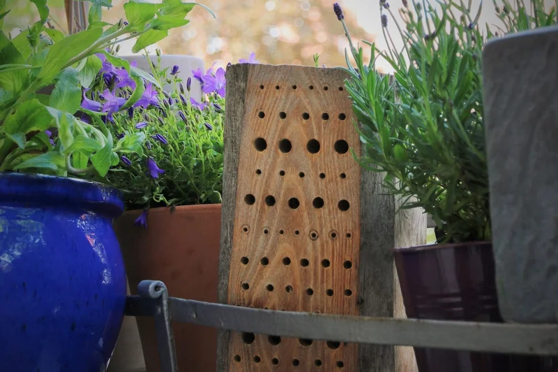 Löchriger Holzscheit zwischen Glockenblume und Lavendel. Klick führt zu Großansicht in neuem Fenster.