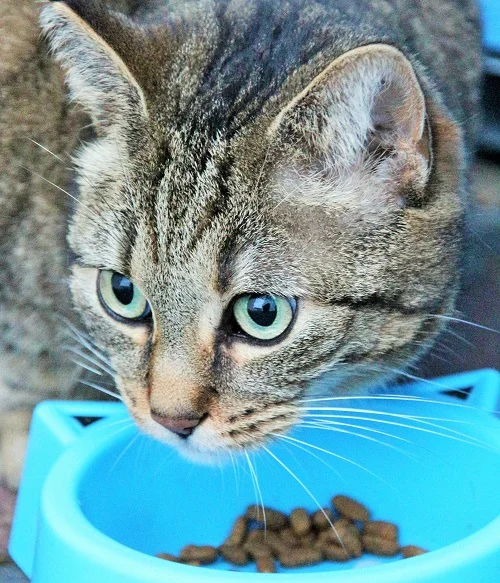 Tigerkatze mit Napf. Klick führt zu Großansicht im neuem Fenster.