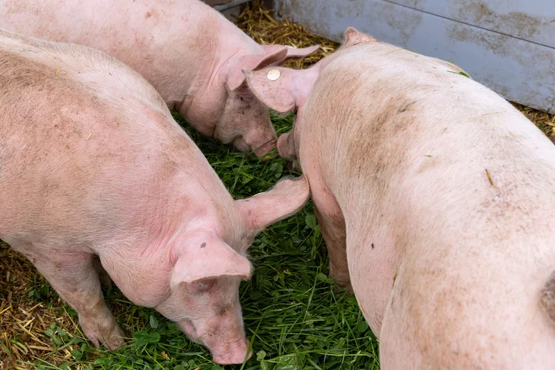 drei Schweine futtern Grünfutter.