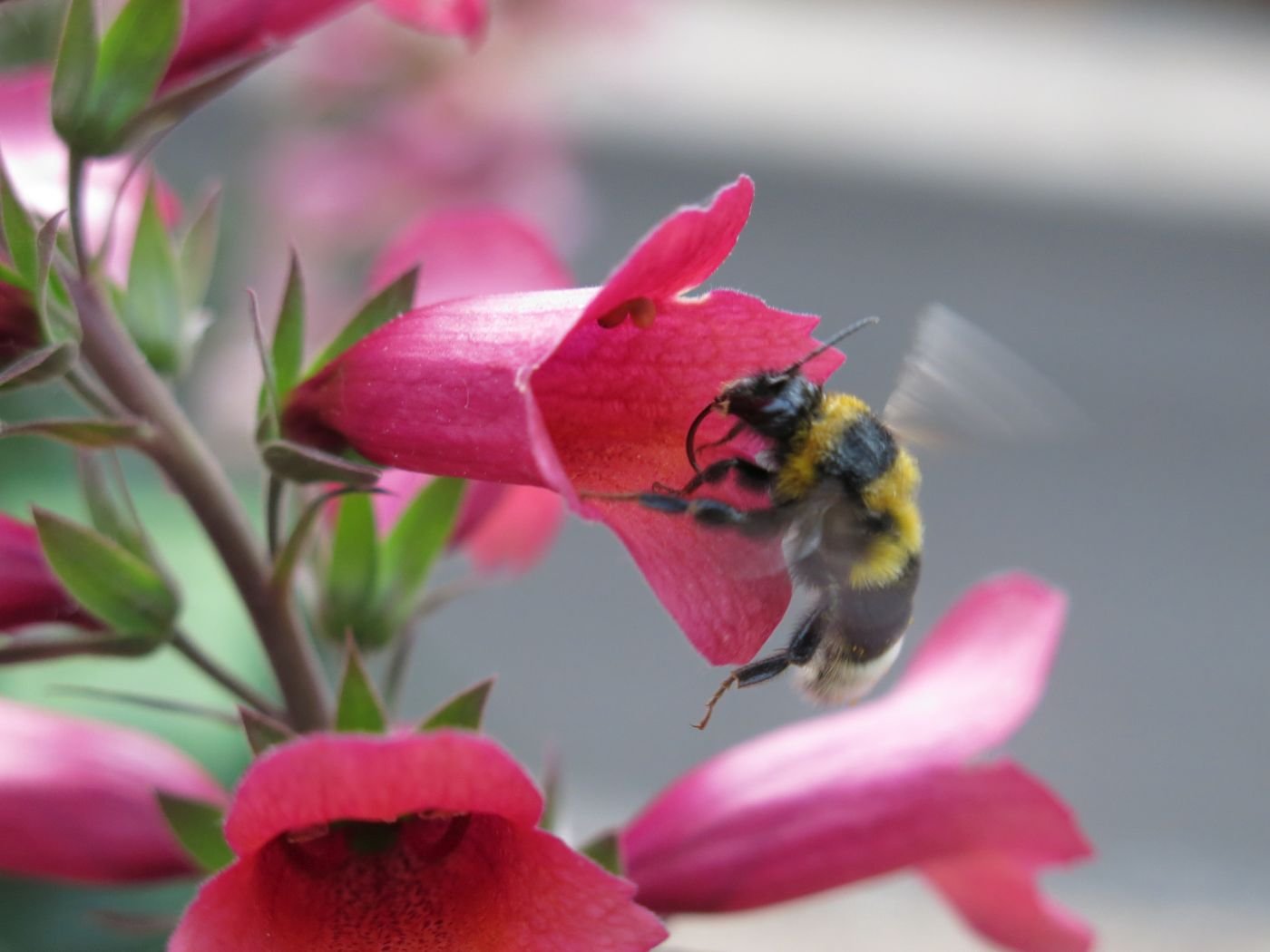 Hummel in einer Blüte