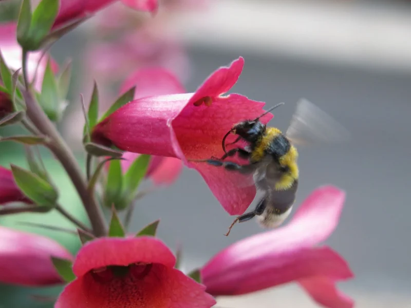 Hummel in einer Blüte