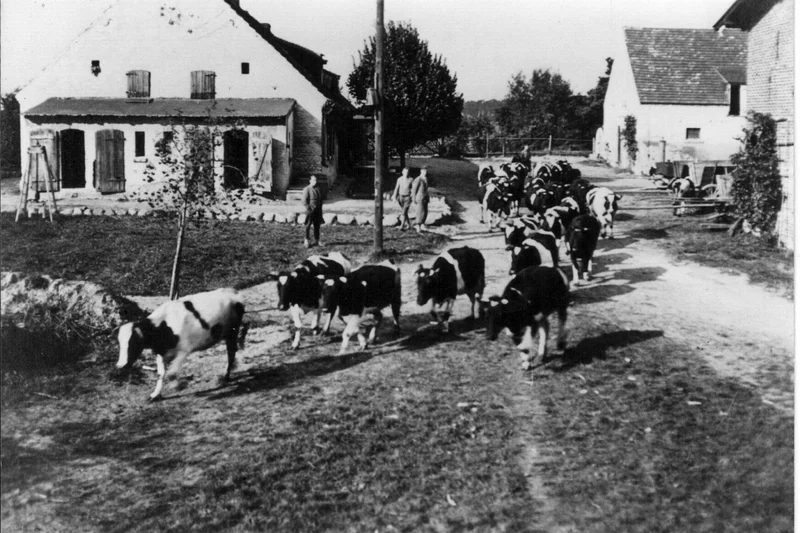 Ein Schwarz-weiß-Foto eines Austriebs von Kühen. Klick führt zu Großansicht.