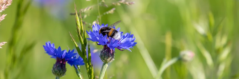 Wildbiene auf Kornblume.