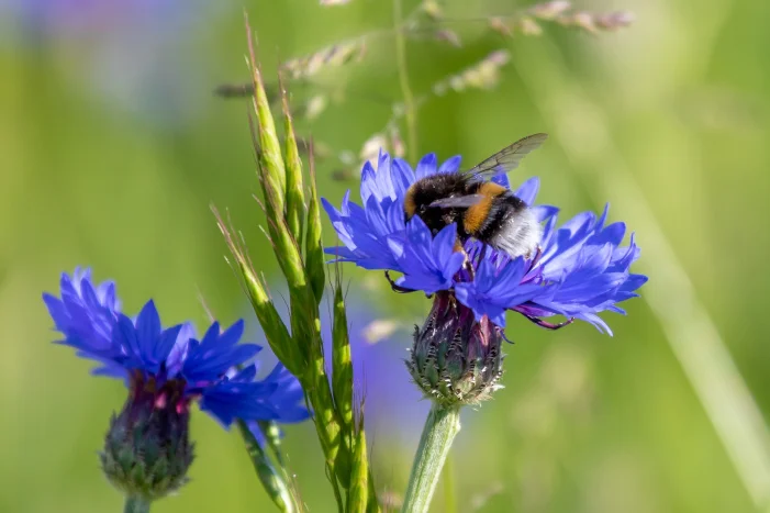 Wildbiene auf Kornblume.