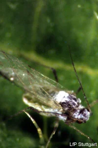 Lecanicillium spp. Klick führt zu Großansicht in neuem Fenster