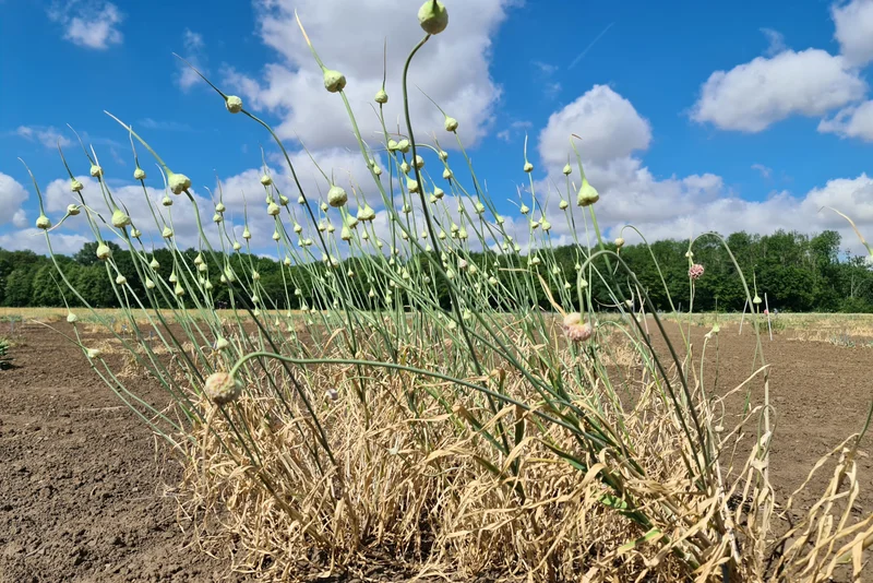 Knoblauchpflanze auf Acker