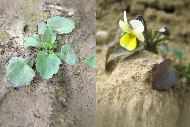 Acker-Stiefmütterchen (Viola arvensis)
