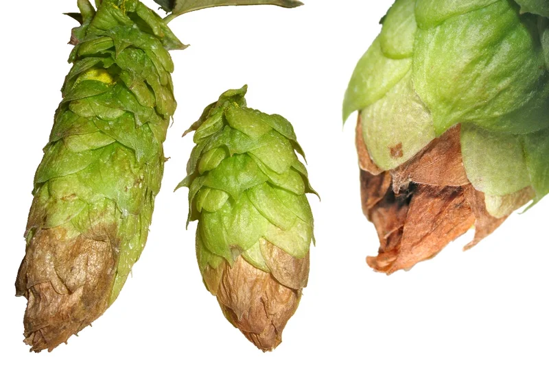 Grauschimmel (Botrytis cinerea, auch Rotspitzigkeit)