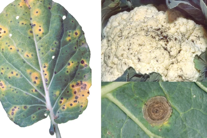 Kohlschwärze (Alternaria brassicae und A. brassicicola)