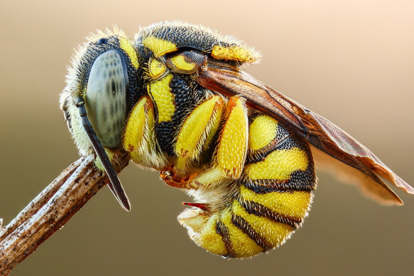 Harzbiene an einem Halm.