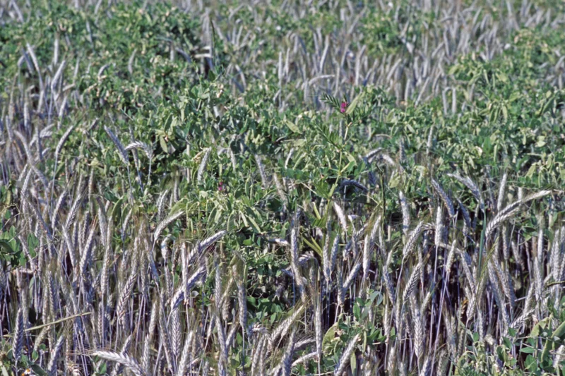 Gemenge aus Erbse und Triticale. Klick führt zu Großansicht in neuem Fenster.