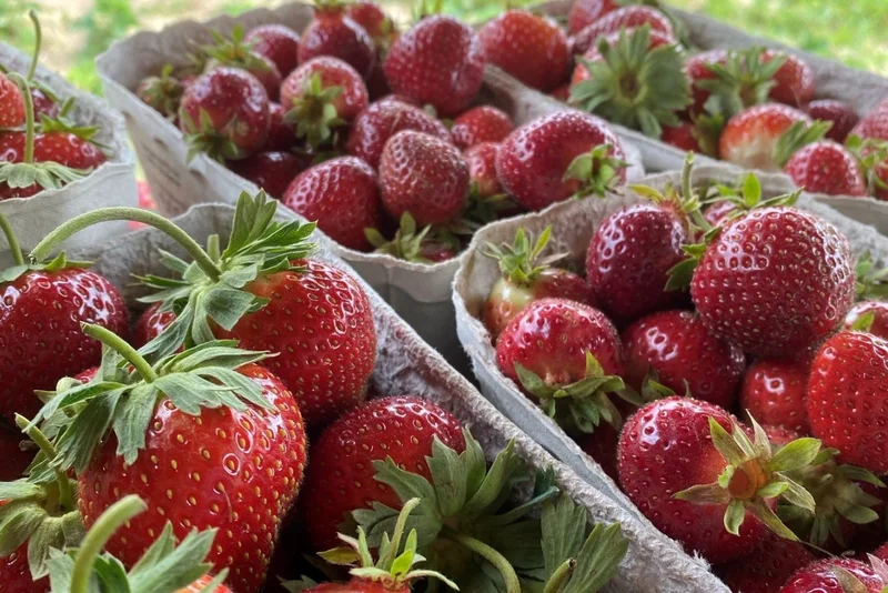 Erdbeeren