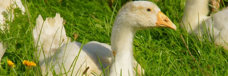 Gans