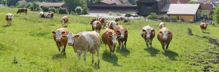 Kühe auf der Weide