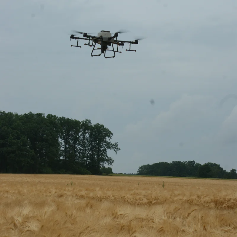 Drohne fliegt über Getreidebestand. Klick führt zu Großansicht in einer Lightbox. Zum Schließen der Lightbox ESC drücken.