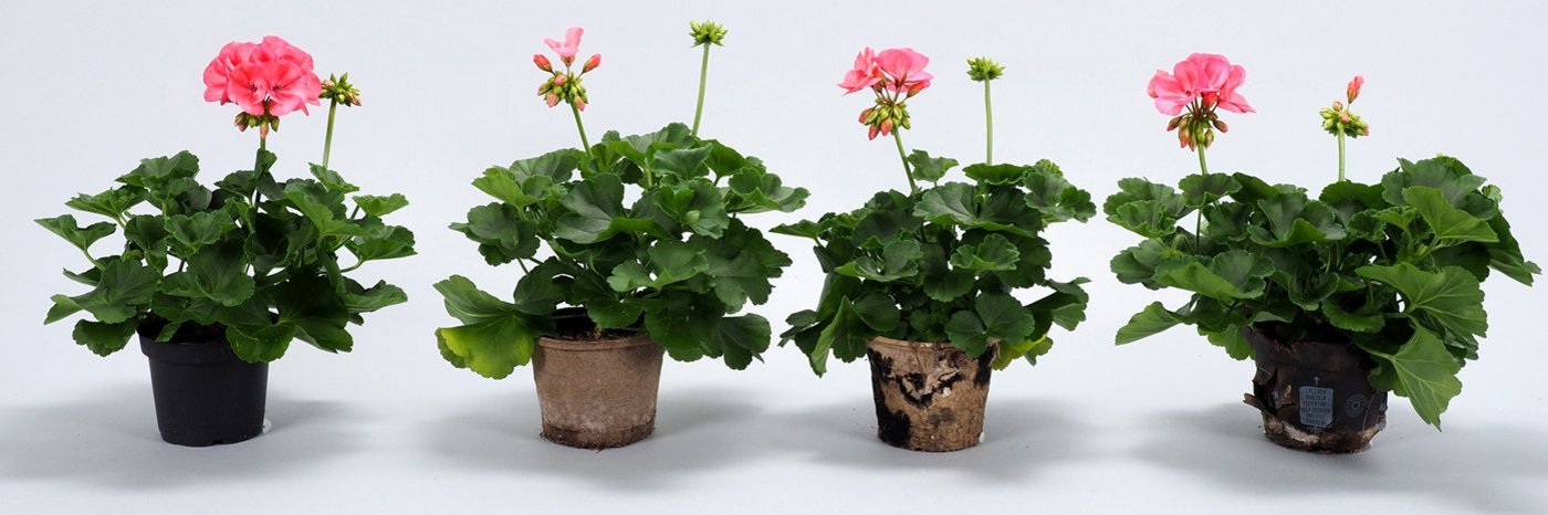 Vier Pflanztöpfe nebeneinander in verschiedenen Farben und in unterschiedlich verwittertem Zustand. Darin befinden sich Pflanzen (Pelargonien).