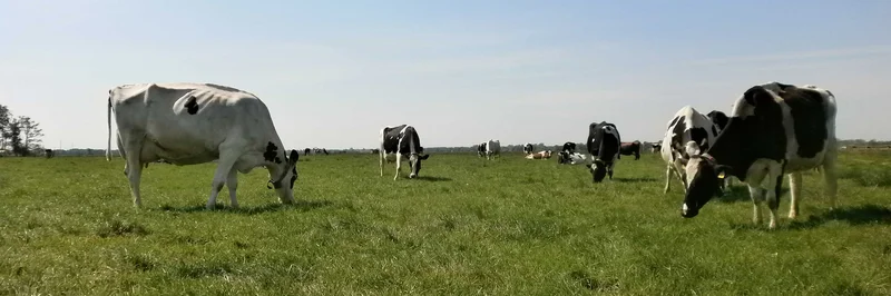 Kühe auf der Weide