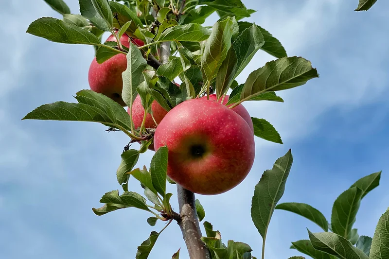 Äpfel am Baum. Klick führt zu Großansicht in neuem Fenster.