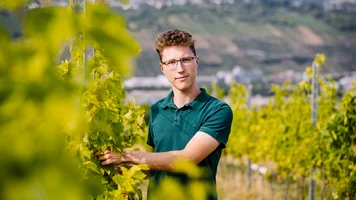 Mann in einem Weinberg zwischen zwei Rebzeilen. Er greift mit der Hand in die Weinrebe.
