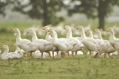 Daunen von der Bio-Gans