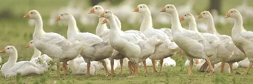 Gänse auf Weide.